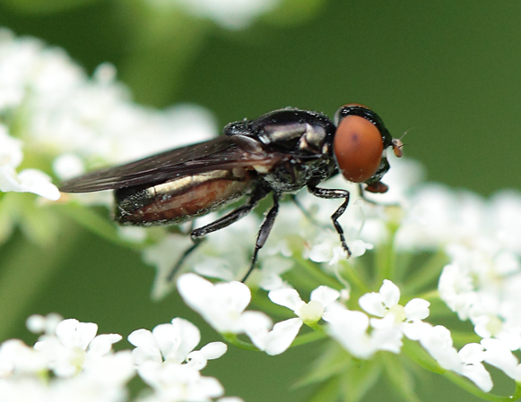 Chrysogaster solstitialis ♂ ♀  (Syrphidae)